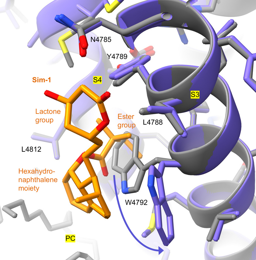 Side chain conformational change of W4792 exposes a hydrophobic pocket b...