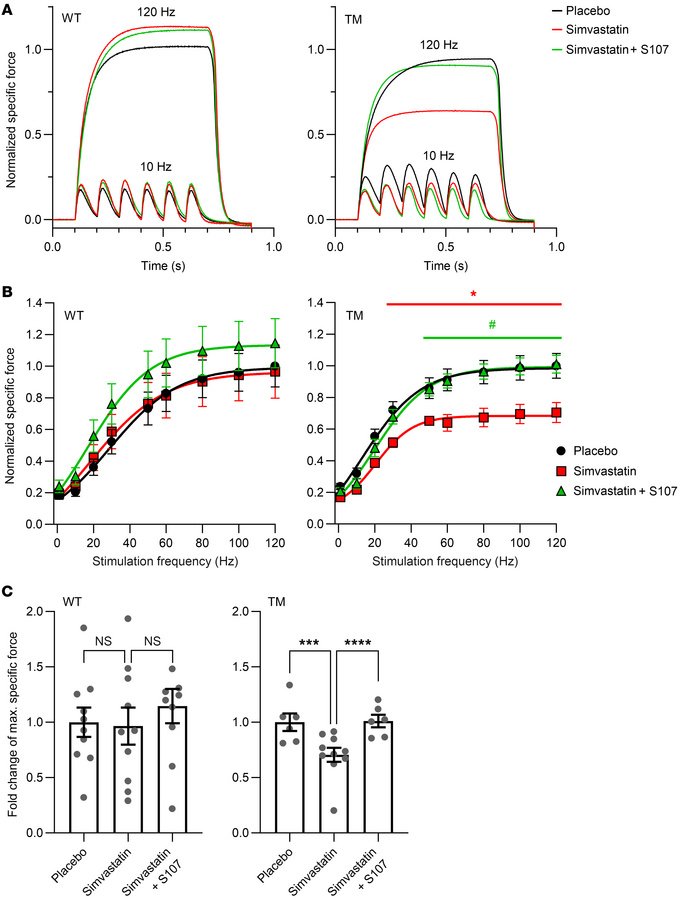 Effect of simvastatin treatment on the force-frequency relationship of t...
