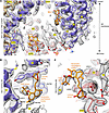 Simvastatin binding sites in the TMD of RyR1.