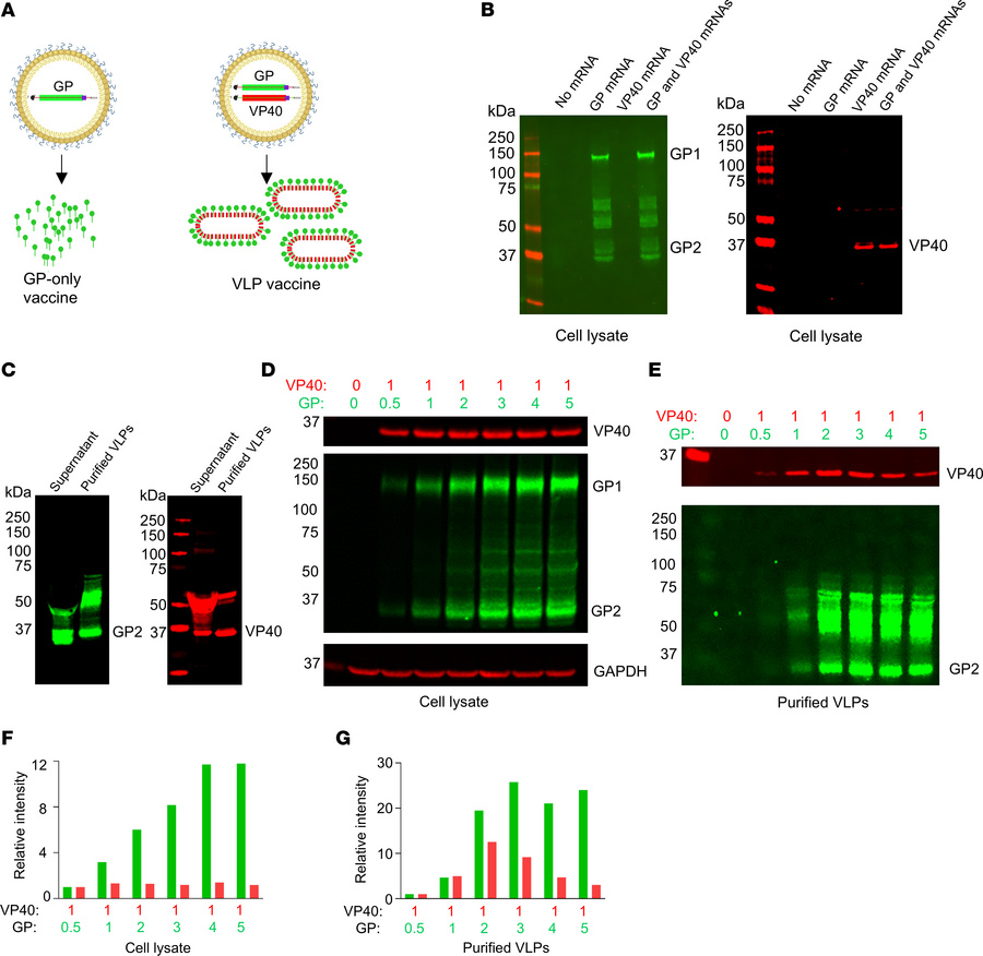 Optimization of MARV VLP generation from GP and VP40 mRNA in HEK293T cel...