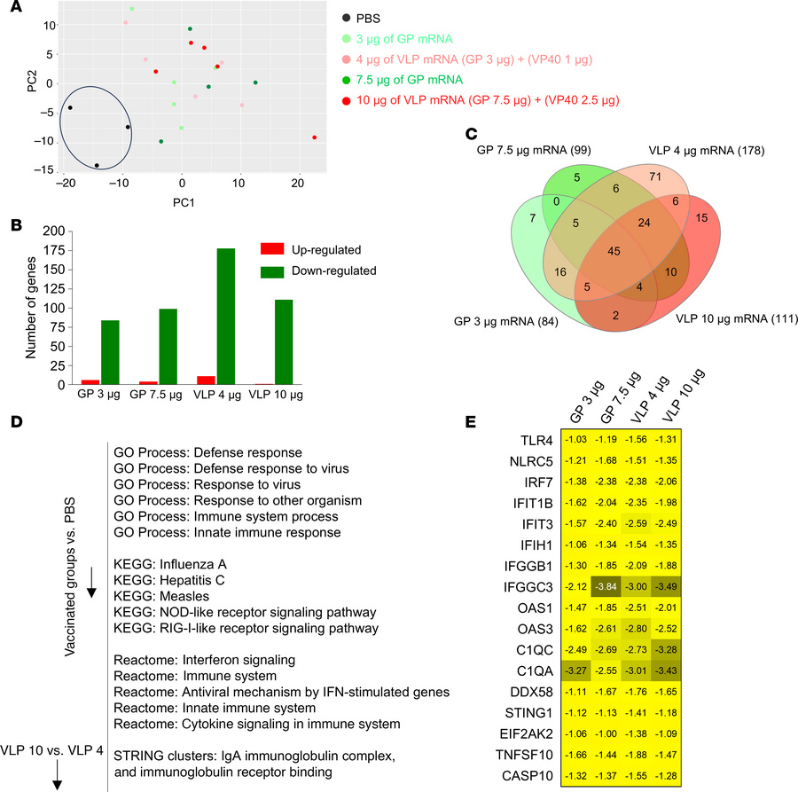 Vaccinated guinea pig groups show reduced expression of antiviral respon...