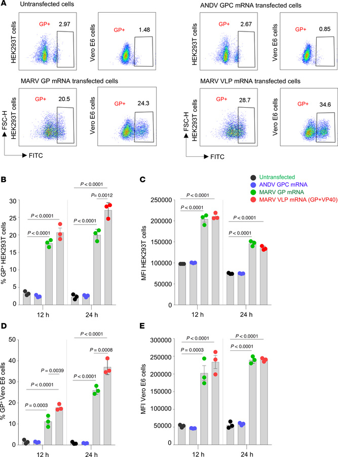 Comparison of surface staining of membrane-bound GP protein levels in mR...