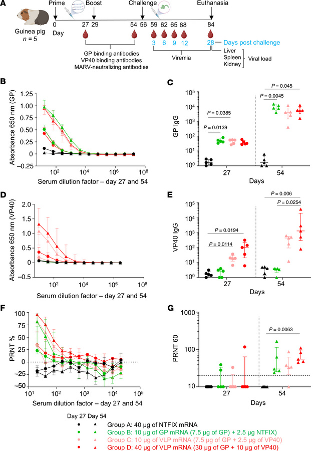 Assessment of MARV GP and VLP mRNA vaccines in guinea pig study 1: immun...