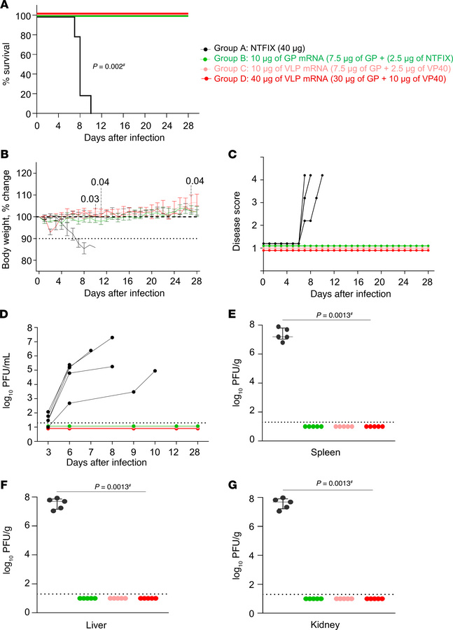 Assessment of MARV GP and VLP mRNA vaccines in guinea pig study 1: prote...