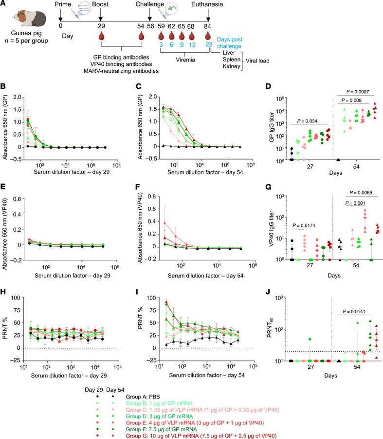 Assessment of MARV GP and VLP mRNA vaccines in guinea pig study 2: immun...