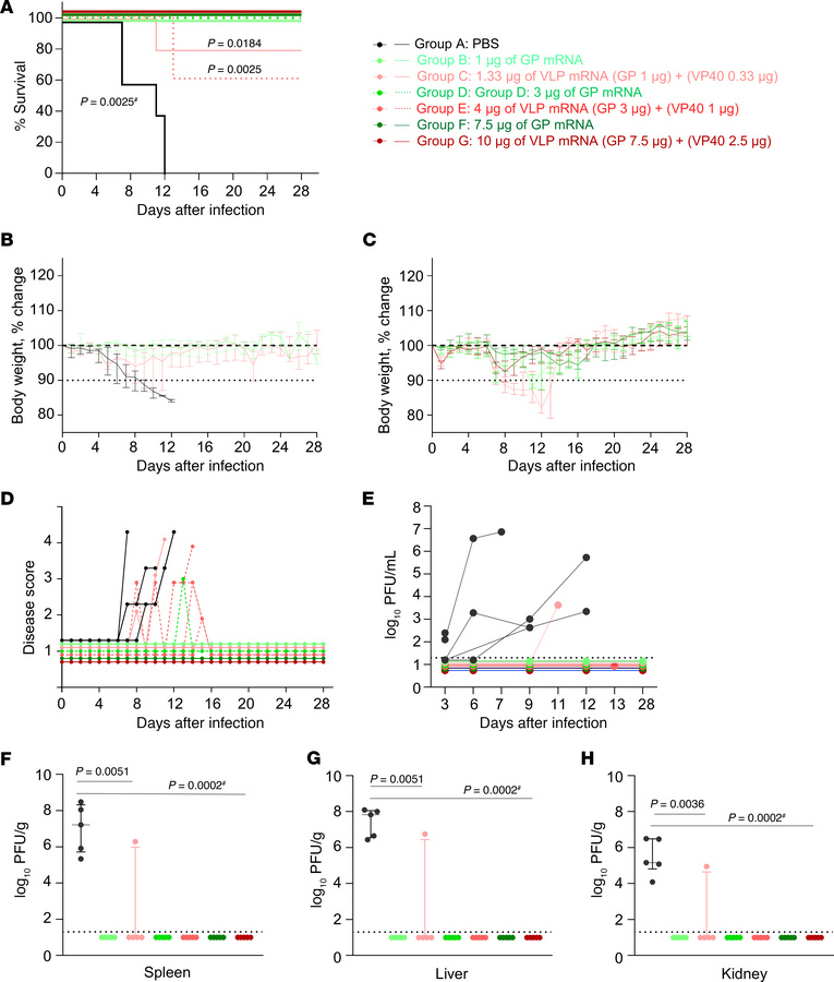 Assessment of MARV GP and VLP mRNA vaccines in guinea pig study 2: prote...