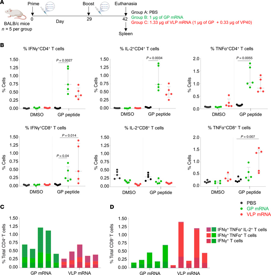 MARV GP–specific T cell responses to GP and VLP mRNA vaccines.
(A) Study...