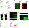 Optimization of MARV VLP generation from GP and VP40 mRNA in HEK293T cells.