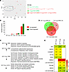 GP mRNA vaccine induces minimal changes in the guinea pig whole blood trans