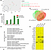 Vaccinated guinea pig groups show reduced expression of antiviral response