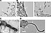 Electron microscopy of MARV VLPs.