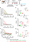 Assessment of MARV GP and VLP mRNA vaccines in guinea pig study 1: immunoge