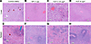 Histopathology of liver and spleen tissues from control and vaccinated grou