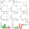 MARV GP–specific T cell responses to GP and VLP mRNA vaccines.