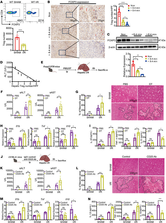 Hepatic Tregs protect against liver I/R injury.
(A) The counts of hepati...