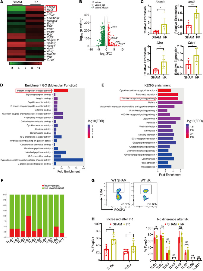 
Tlr4 is crucial for hepatic Tregs function following liver I/R.
(A) Hea...