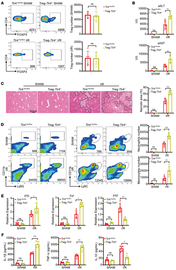 Specific deletion of Tlr4 in Tregs exacerbates liver I/R injury.
(A) Flo...