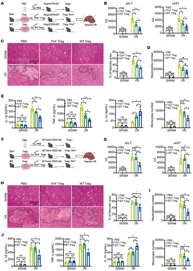 
Tlr4 expression in Tregs alleviates liver I/R injury in Treg-depleted m...