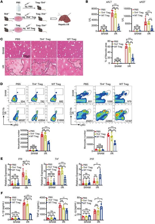 
Tlr4 expression in Tregs mitigates liver I/R injury in Treg-Tlr4–/– mic...