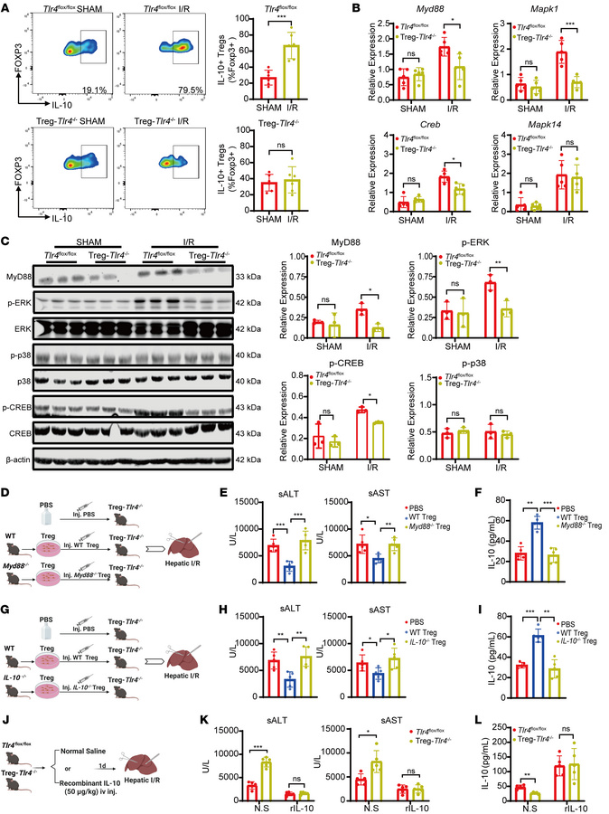 TLR4/MyD88/ERK/CREB-mediated IL-10 production in Tregs alleviates liver ...