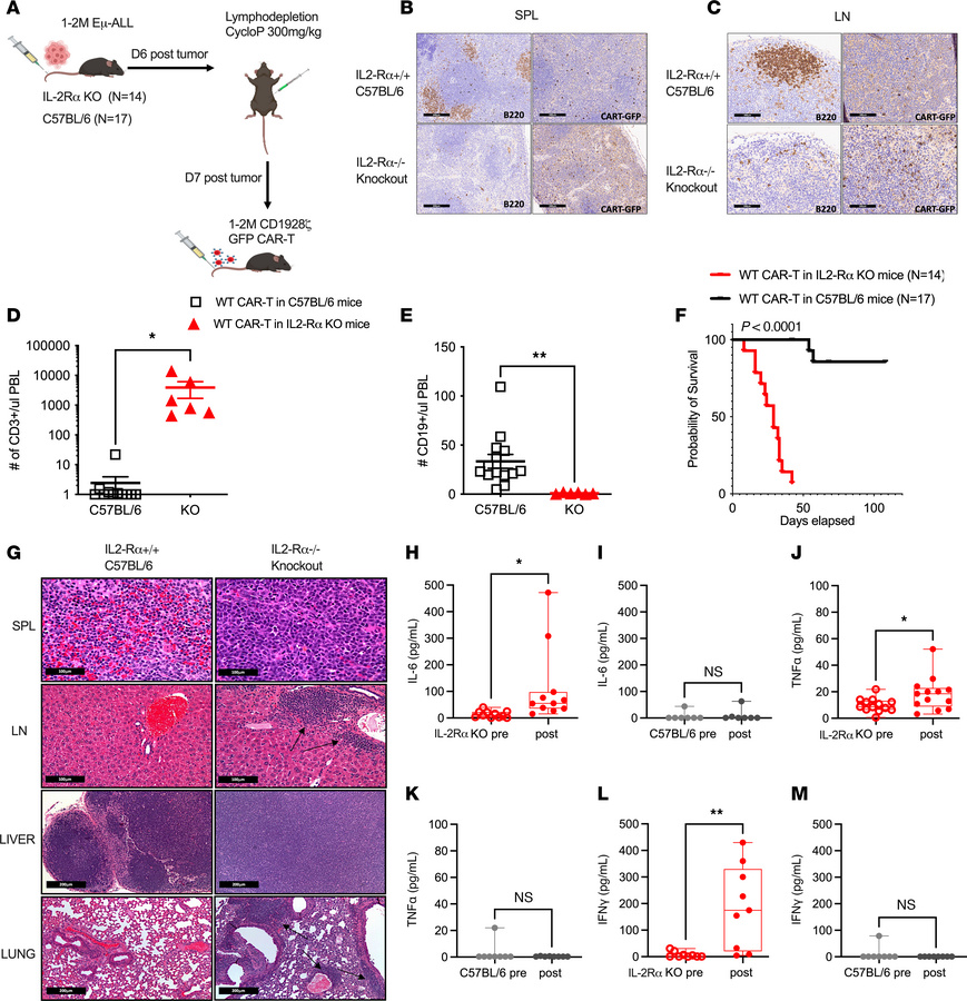 IL-2Ra KO mice recapitulate CRS following CAR-T administration.
(A) Sche...