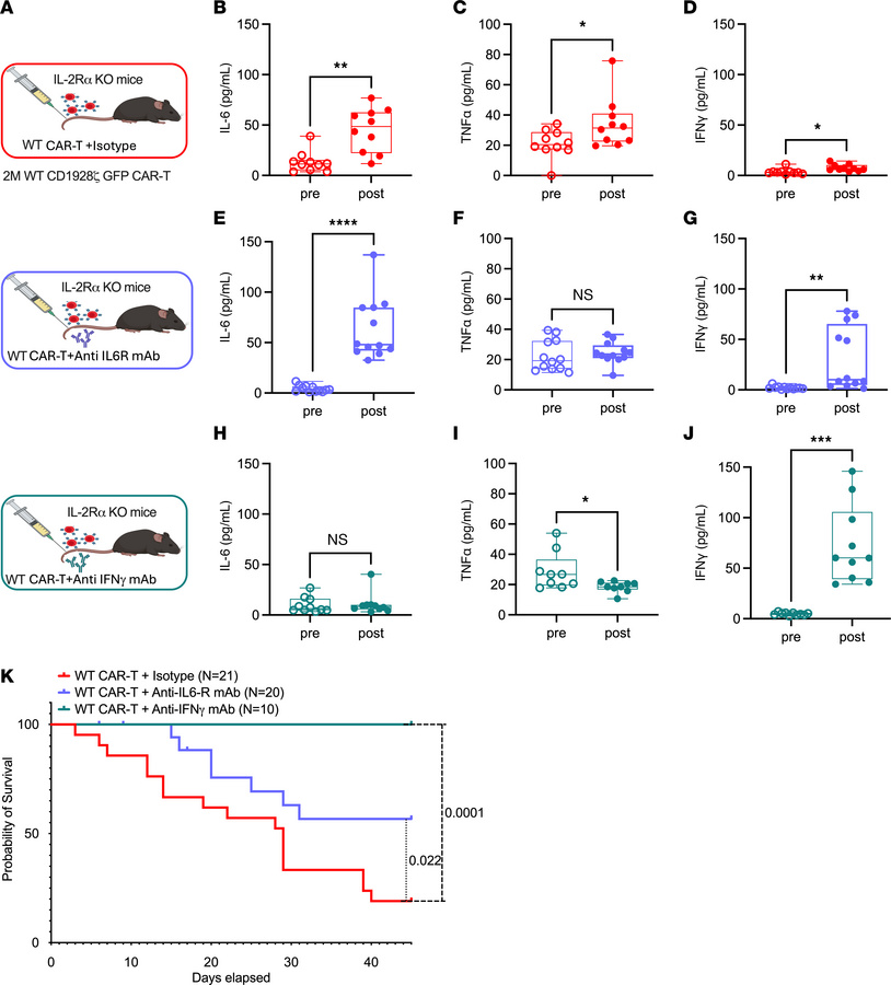 Mitigating CRS in IL-2Ra KO mice.
(A) Schematic representation of 51 IL-...