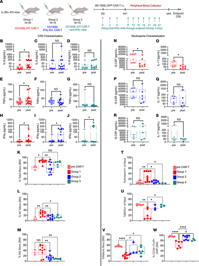 Effect of IFN-γ blockade on CRS and Neutrophils.
(A) IL-2Ra KO mice trea...
