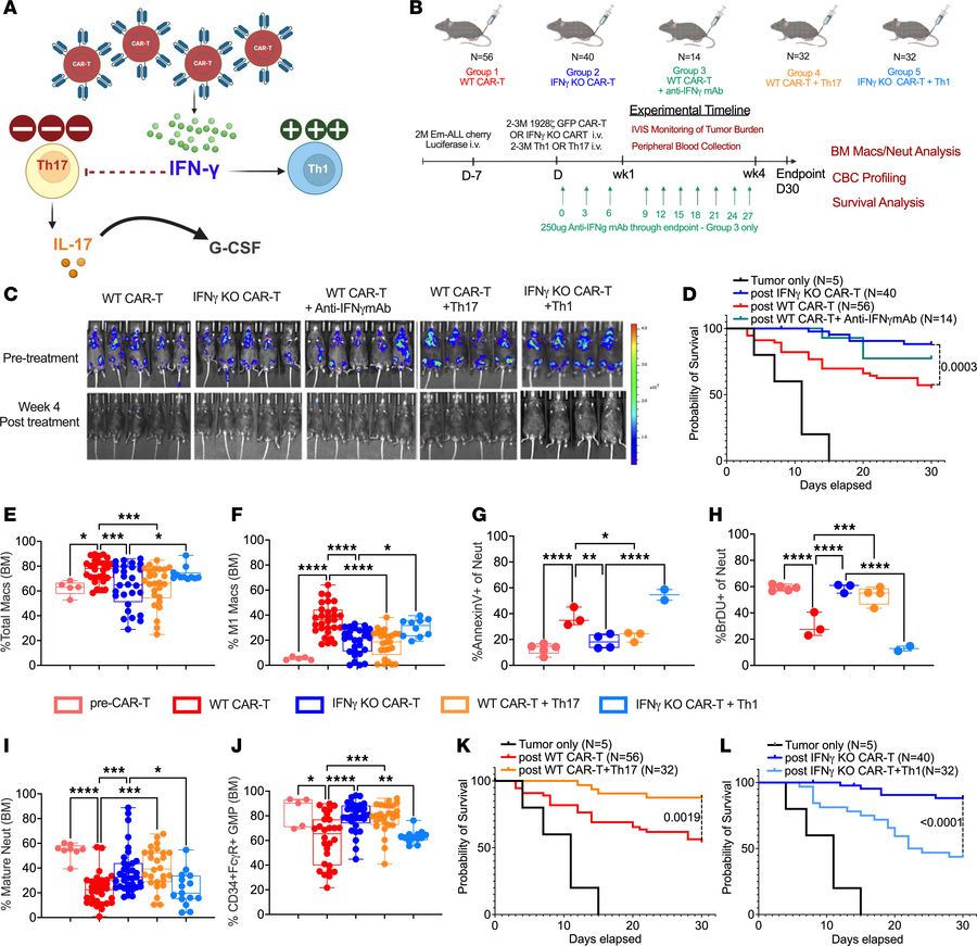 The impact of IFN-γ blockade on the Th1/Th17 axis after CAR-T administra...