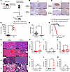 IL-2Ra KO mice recapitulate CRS following CAR-T administration.
