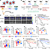 The impact of IFN-γ blockade on the Th1/Th17 axis after CAR-T administratio
