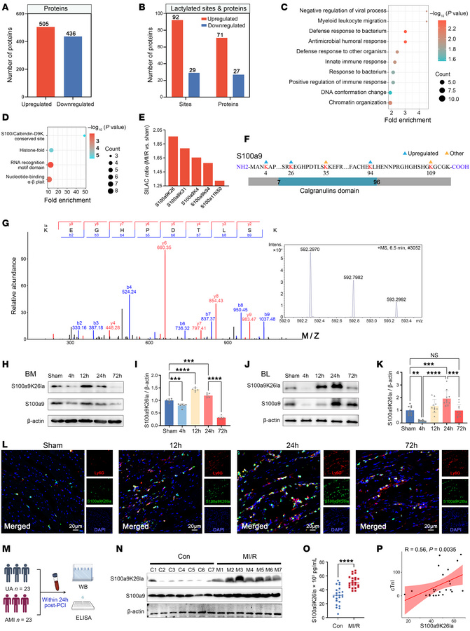 Global view of lactylated proteins and identification of S100a9 lactylat...