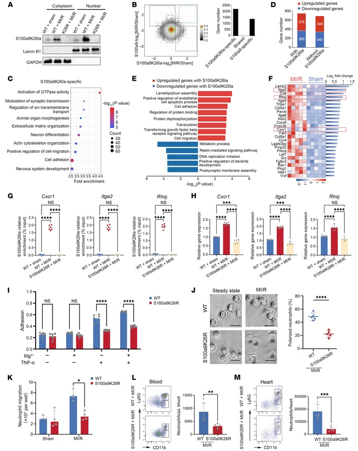 S100a9K26 lactylation boosts the transcription of neutrophil migration a...