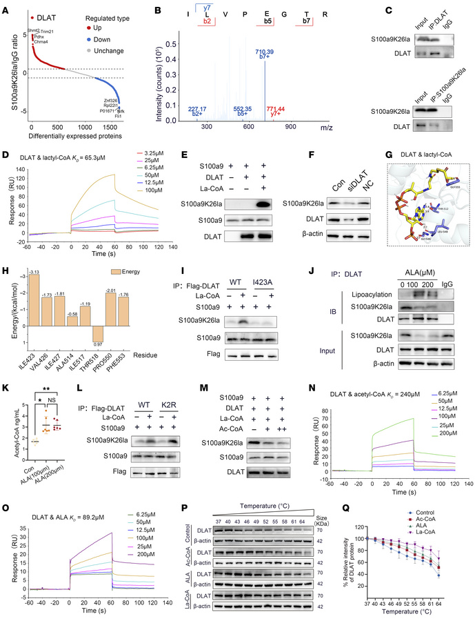DLAT-catalyzed S100a9 lactylation in neutrophils can be antagonized by A...