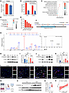 Global view of lactylated proteins and identification of S100a9 lactylation