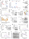 DLAT-catalyzed S100a9 lactylation in neutrophils can be antagonized by ALA.