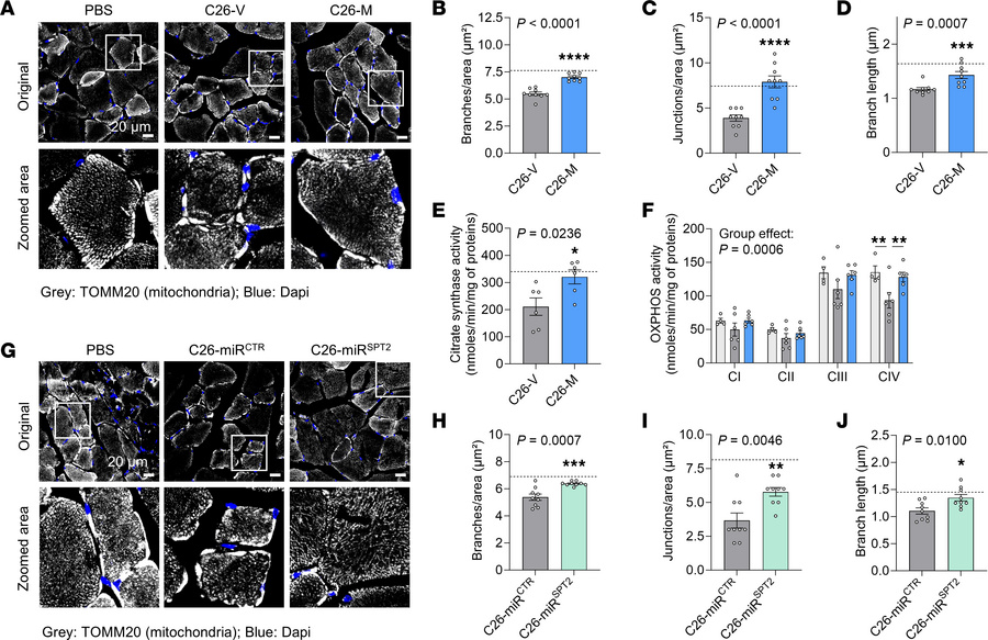 Inhibition of CER synthesis improves mitochondrial phenotypes in skeleta...