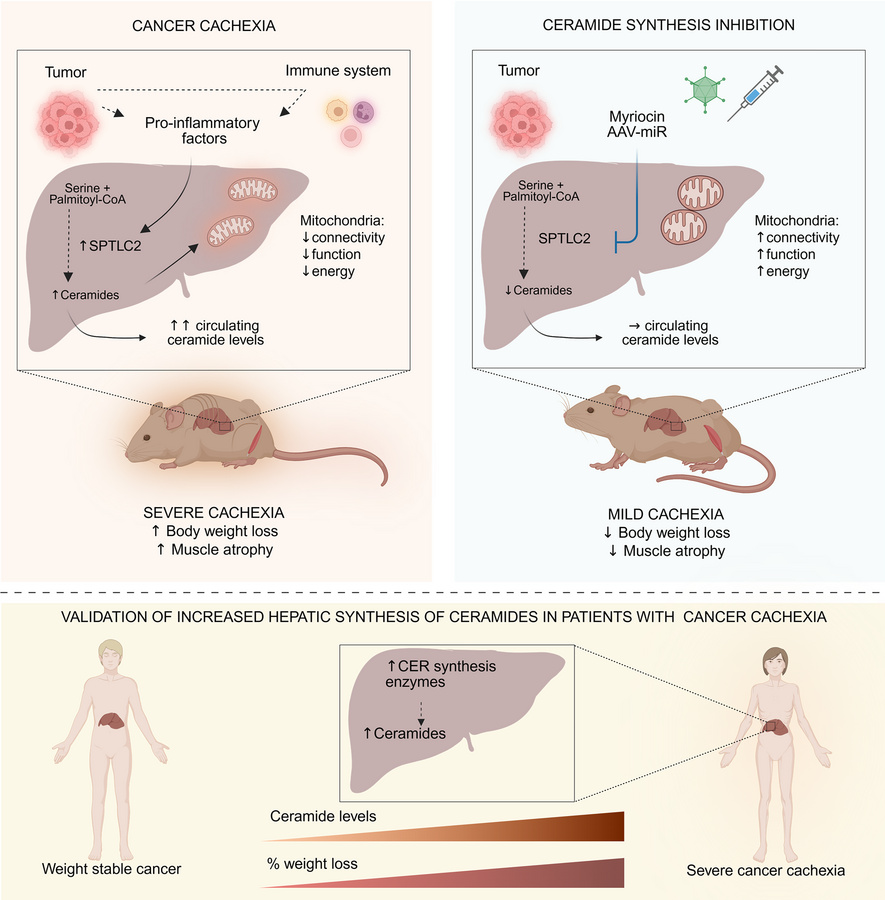 graphical abstract
