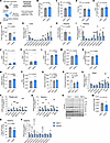 Pharmacological inhibition of CER synthesis ameliorates body wasting in adv