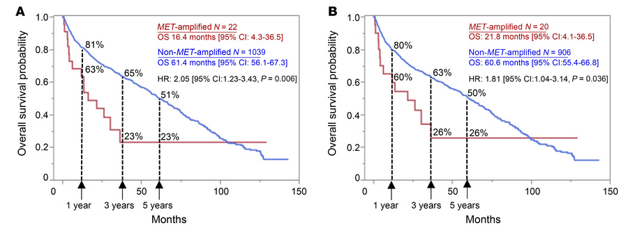 Patients with NSCLC MET-amplified BMs have worse OS.
Kaplan-Meier surviv...