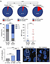 MET amplification is more frequently observed in LUAD BMs compared with ext