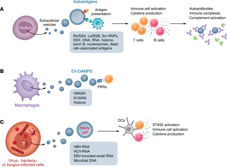 EVs with nuclear cargo molecules in autoimmune diseases.
(A) EVs package...