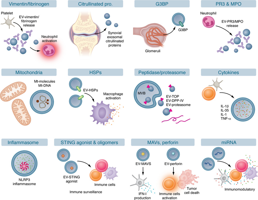EVs with cytoplasmic cargo molecules in autoimmune diseases.
EV-associat...