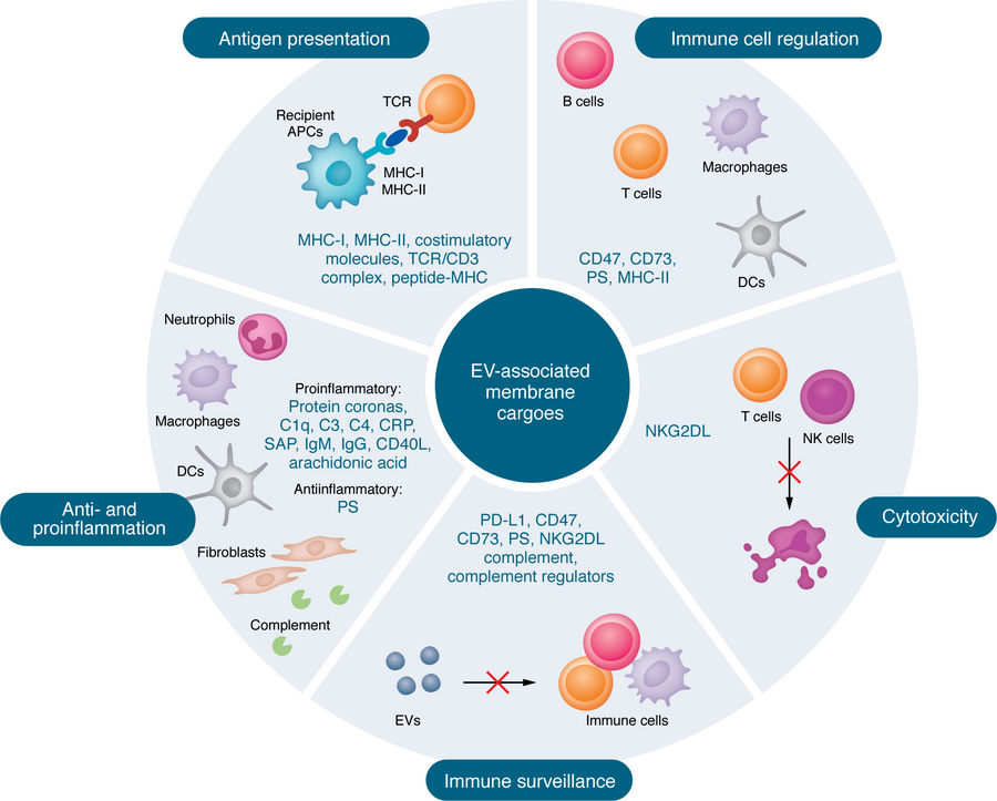 EVs with cell membrane and extracellular cargo molecules in autoimmune d...