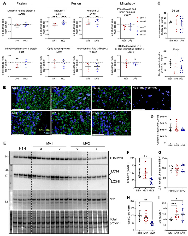 Organoids have reduced mitofusin transcripts but unaltered mitochondrial...