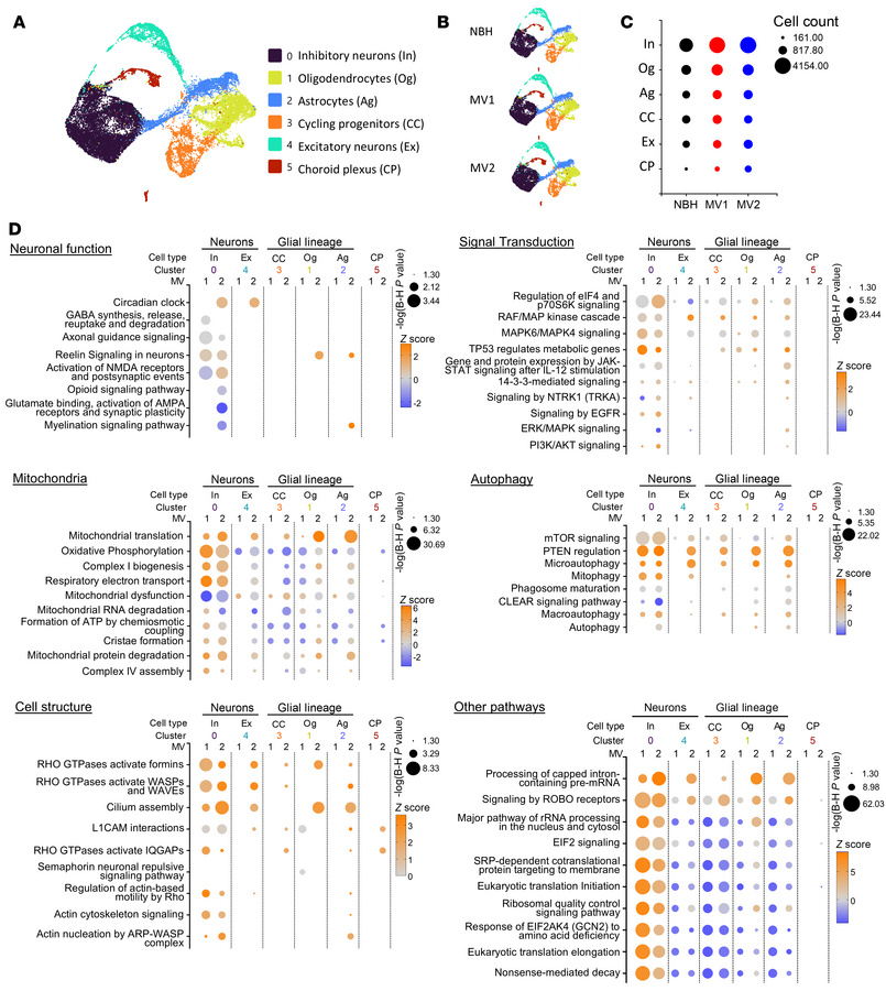 Single cell sequencing reveals changes in canonical pathways at 120 dpi....
