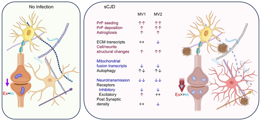 Schematic diagram depicting the changes occurring during organoids infec...