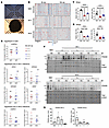 Neuronal dysfunction is a phenotype shared by MV1 and MV2 infected organoid
