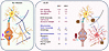 Schematic diagram depicting the changes occurring during organoids infectio