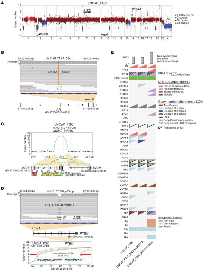 The LNCaP_FGC genome comprises major oncogenic events observed in metast...