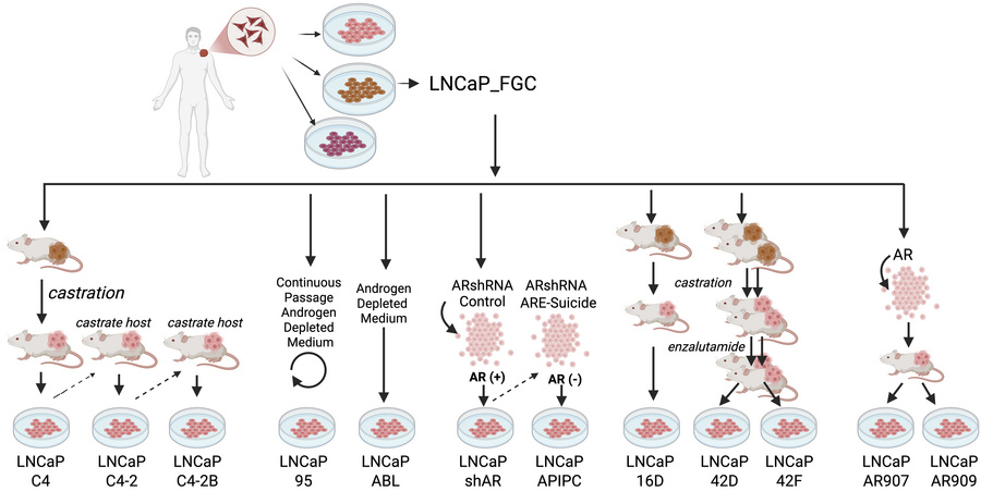 Relationships and approaches used to generate LNCaP_FGC and associated s...
